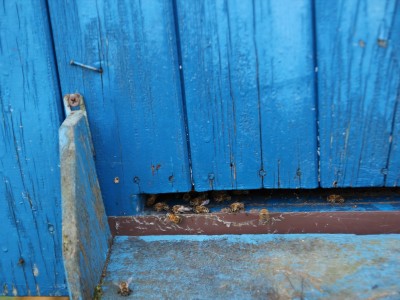 Warsztaty pszczelarskie 7-11.07.2021-warsztaty_pszczelarskie_2021_020.JPG